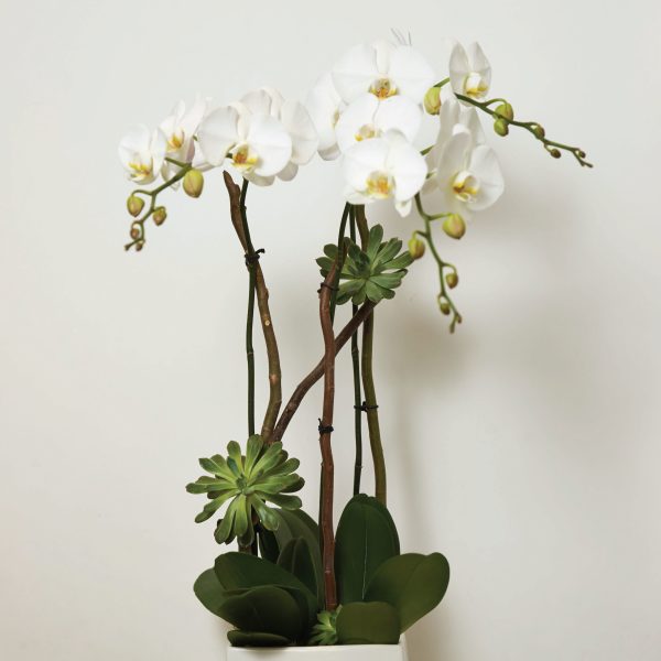 Tropical Getaway Phalaenopsis