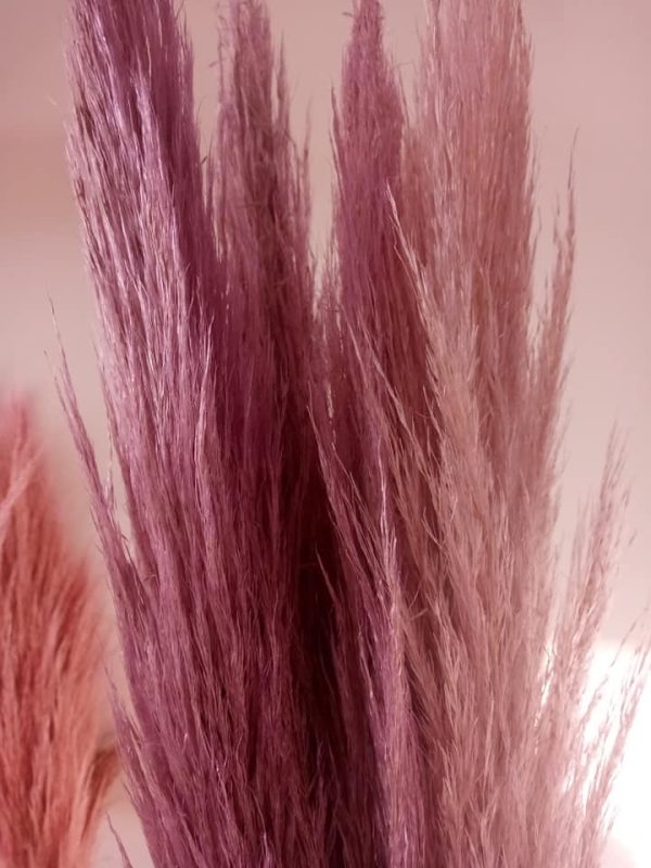 Pampas Grass per stem