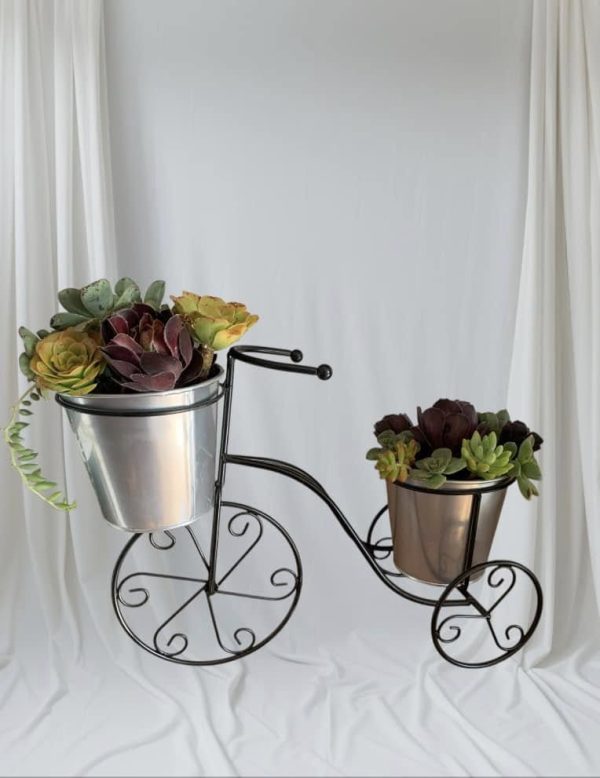 Succulent Tricycle