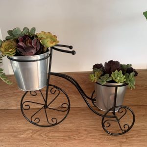 Succulent Tricycle - Image 2