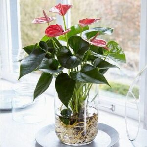 Anthurium in Glass Water